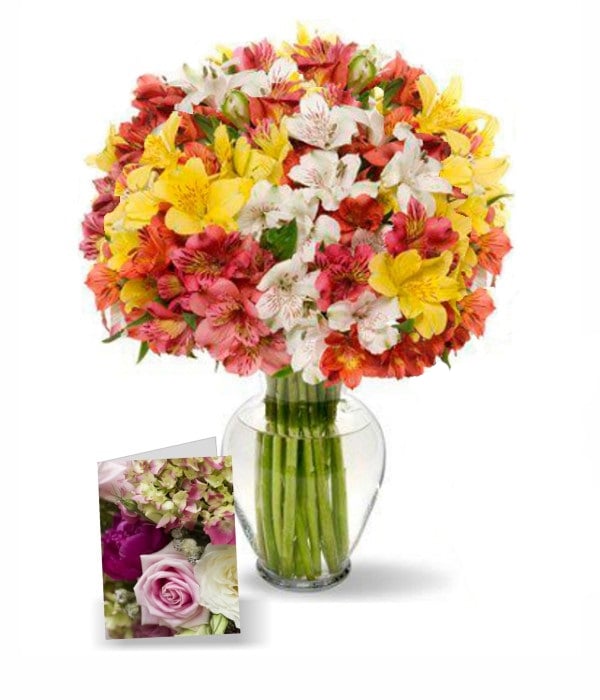 100 Blooms of Alstroemeria I